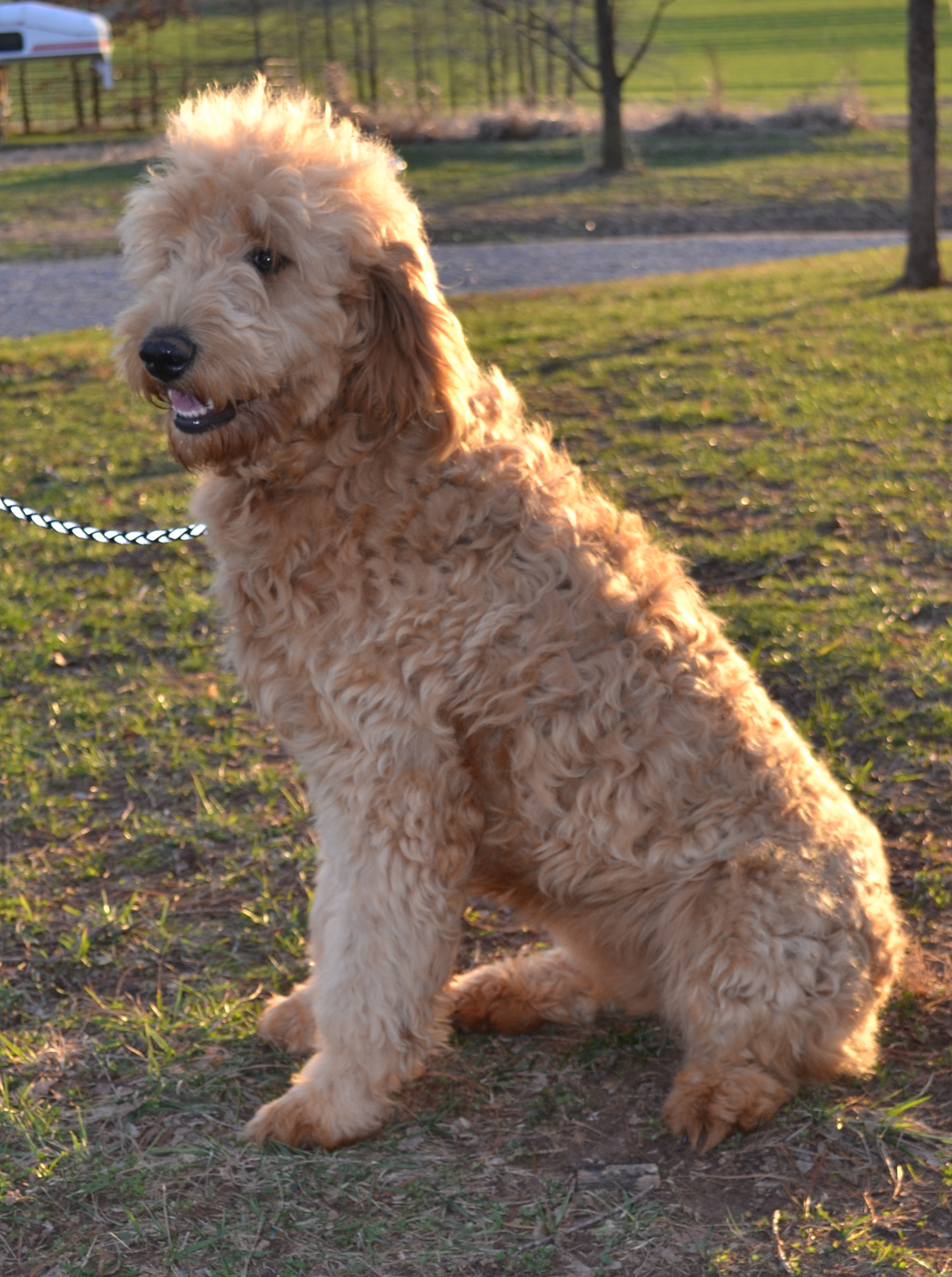 golden aussiedoodle puppies