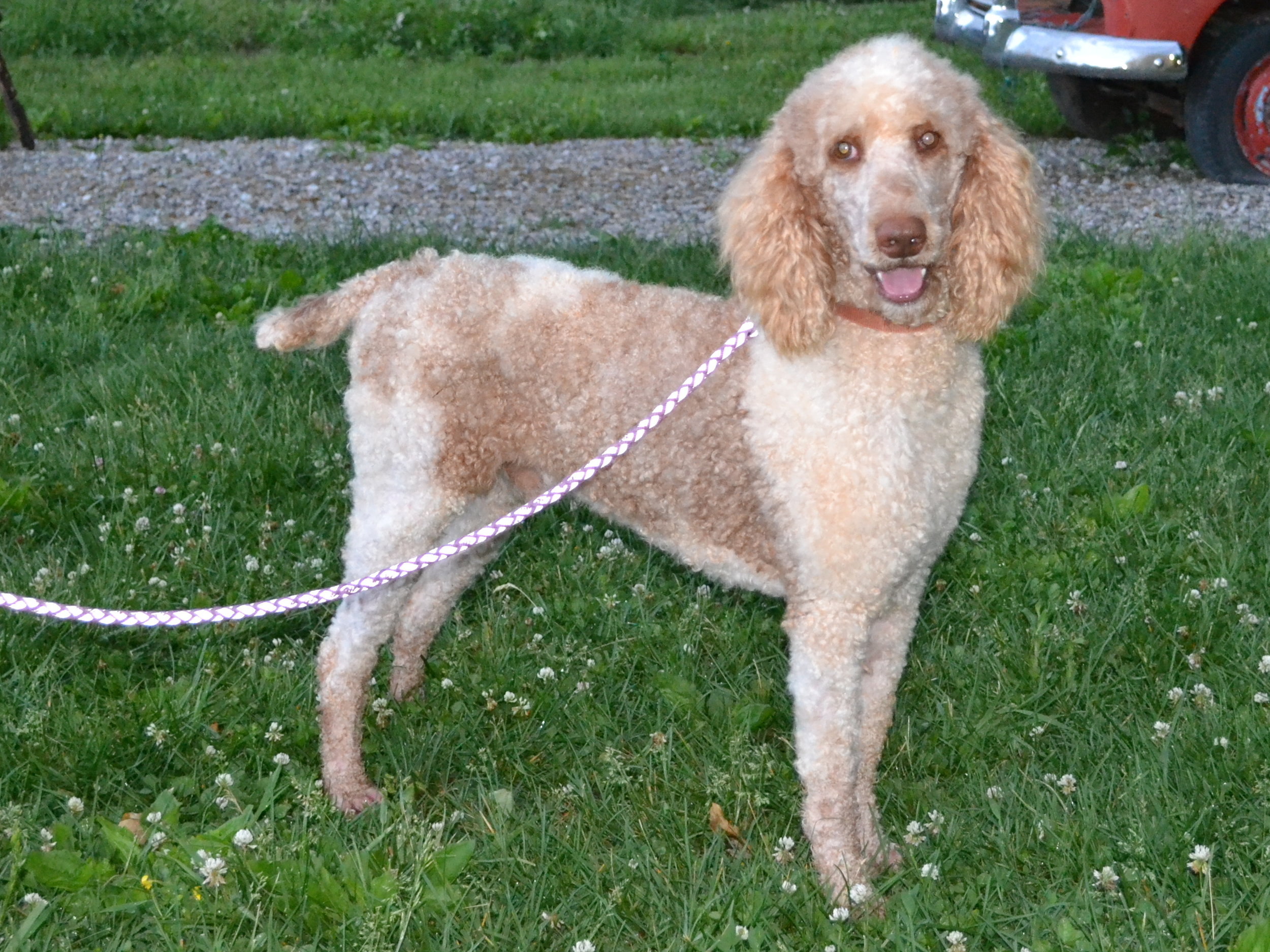 Golden & Aussiedoodle Puppy Breeders in KY Sunset Hill Farm