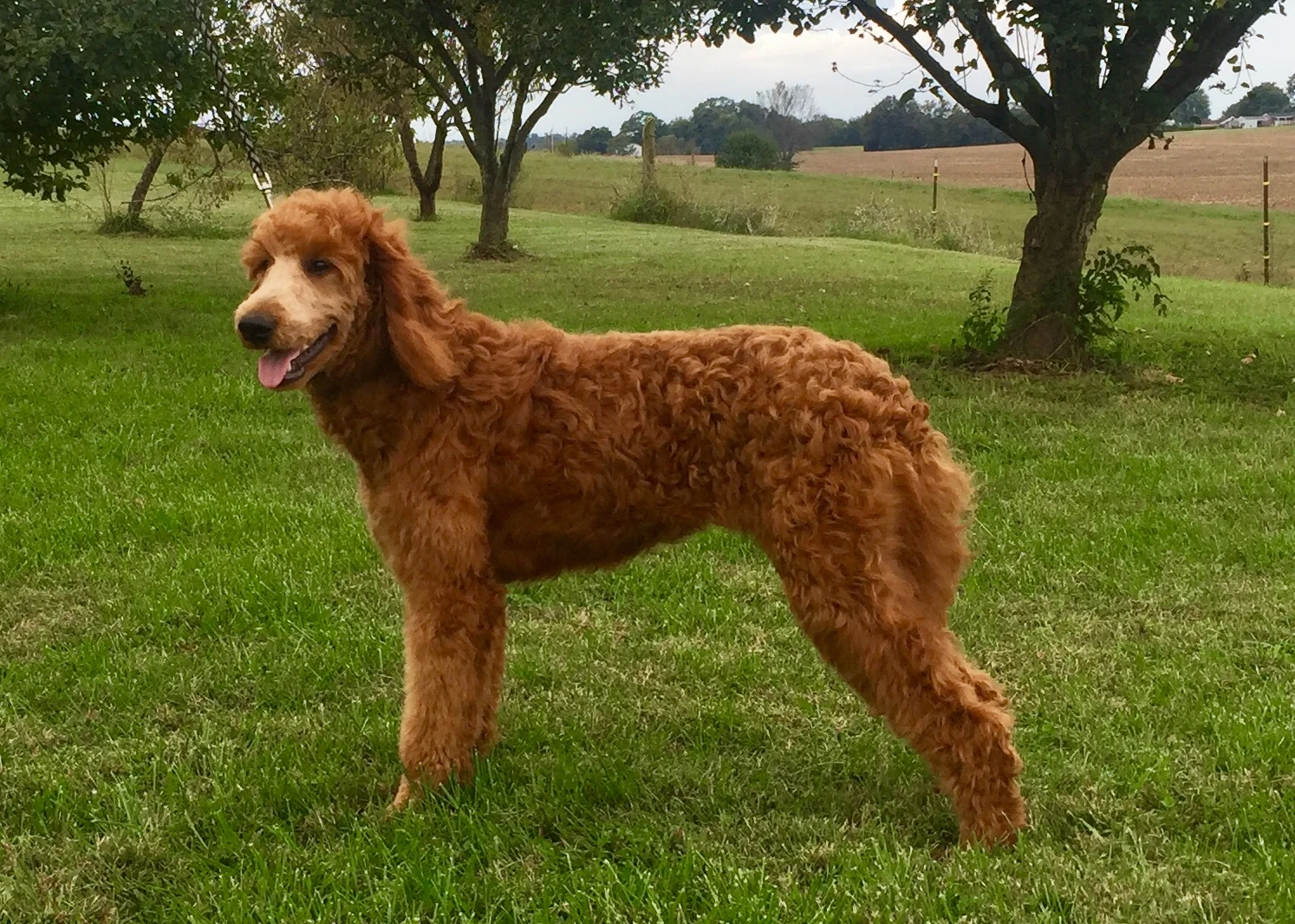 Golden & Aussiedoodle Puppy Breeders in KY Sunset Hill Farm