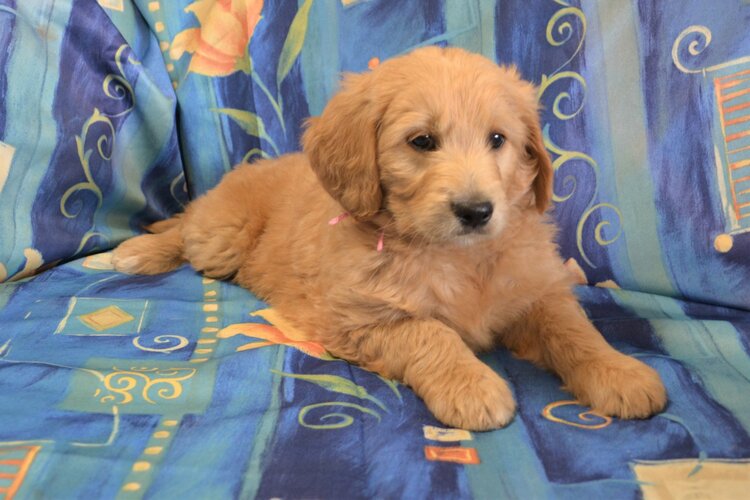 Golden Aussiedoodle Puppy Breeders In Ky Sunset Hill Farm