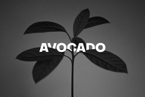 авокадо4.png