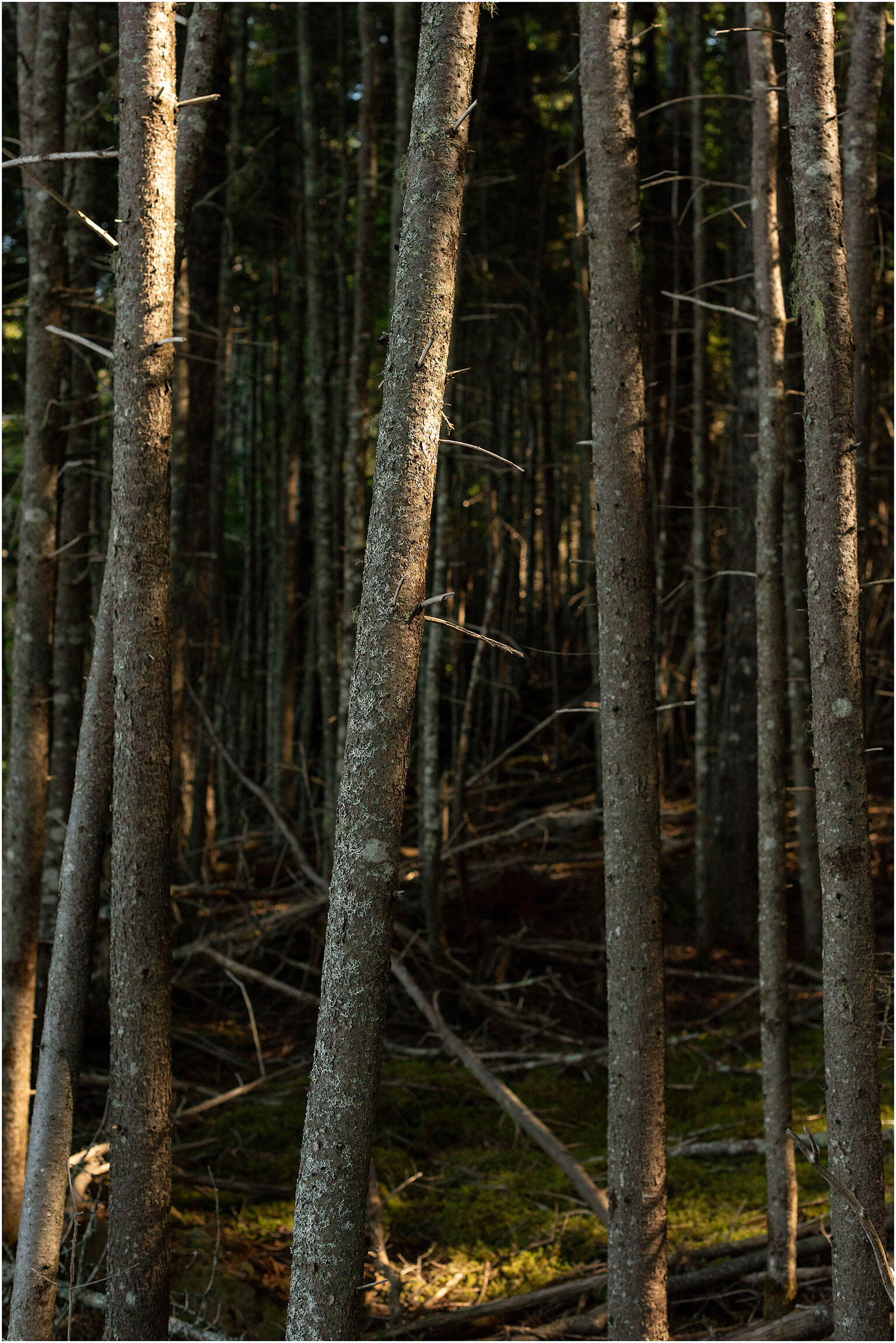 ©FianderFoto_New Brunswick Canada Photographer_014.jpg
