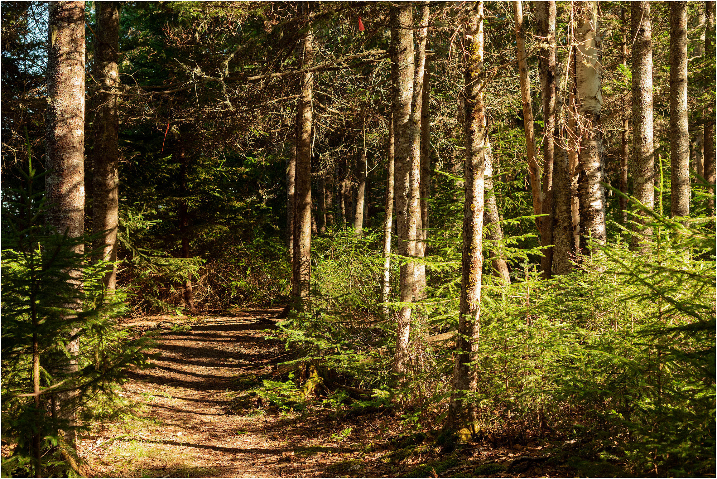 ©FianderFoto_New Brunswick Canada Photographer_021.jpg