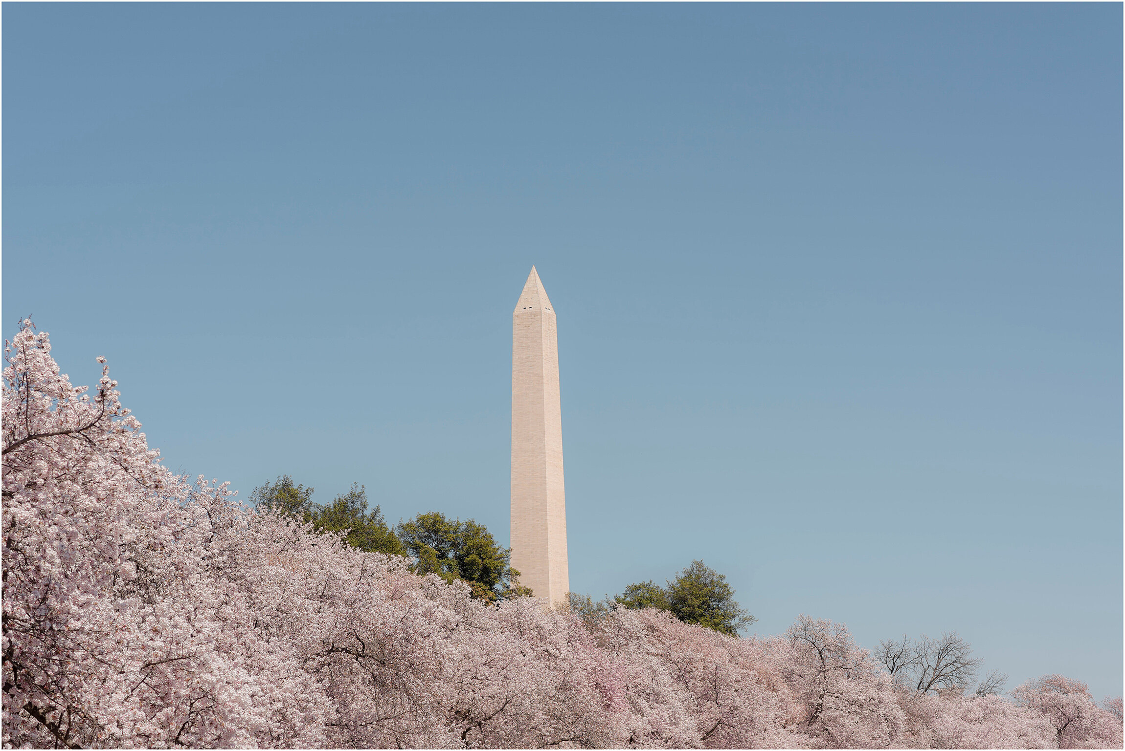 Washington DC Photographer_Cherry Blossoms_©FianderFoto_013.jpg