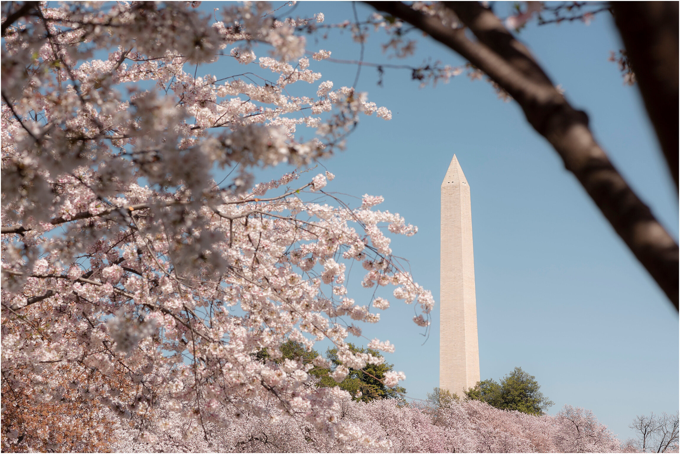 Washington DC Photographer_Cherry Blossoms_©FianderFoto_014.jpg