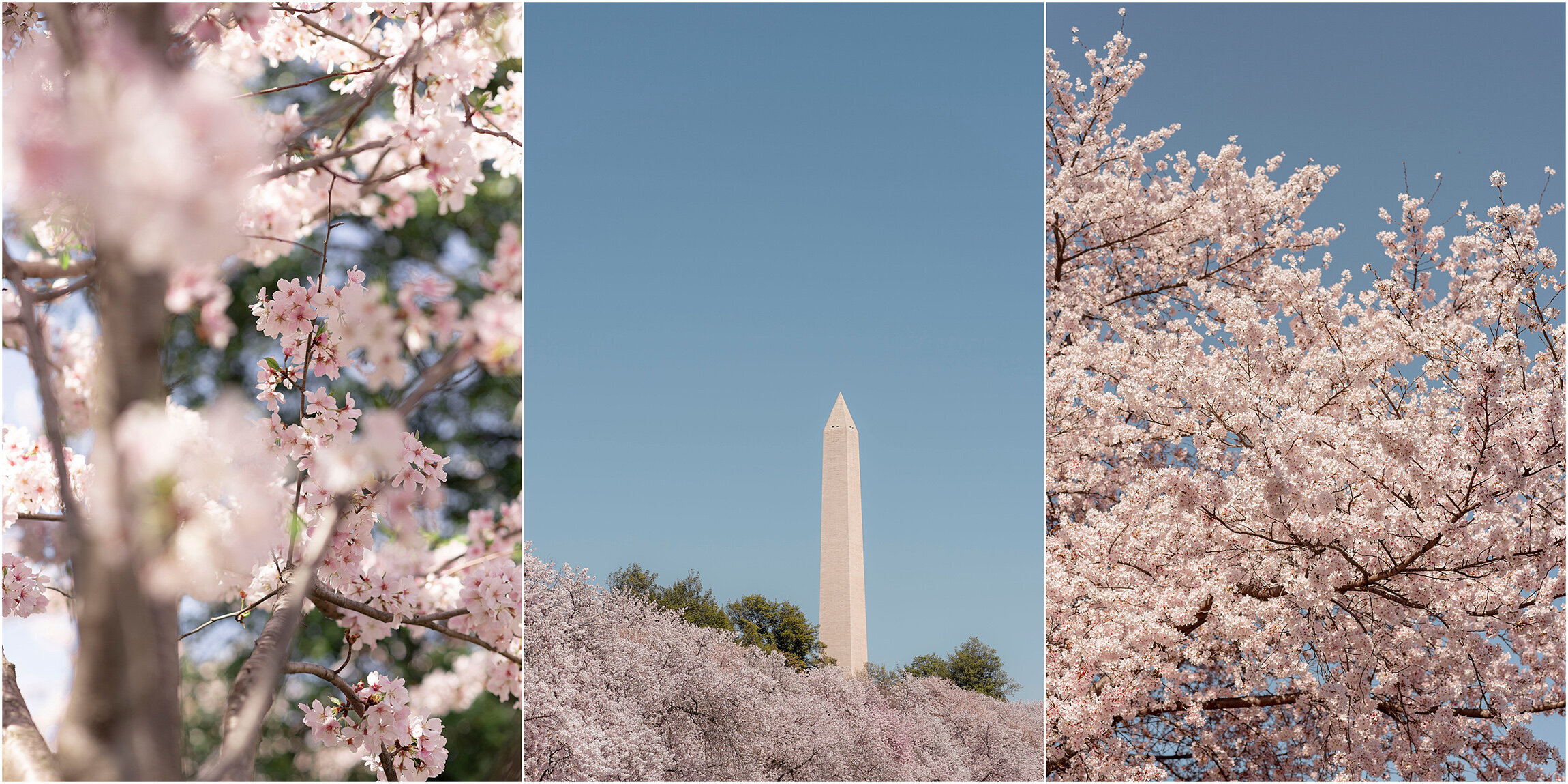 Washington DC Photographer_Cherry Blossoms_©FianderFoto_016.jpg