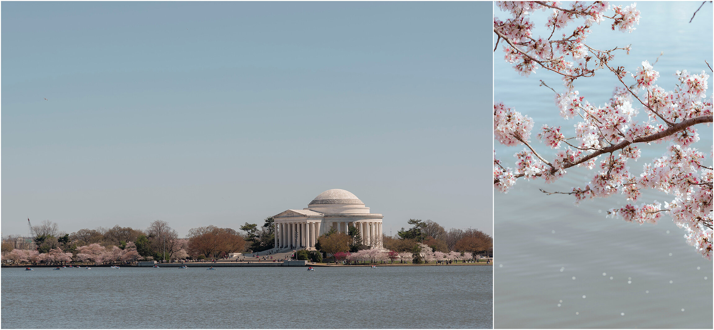 Washington DC Photographer_Cherry Blossoms_©FianderFoto_017.jpg