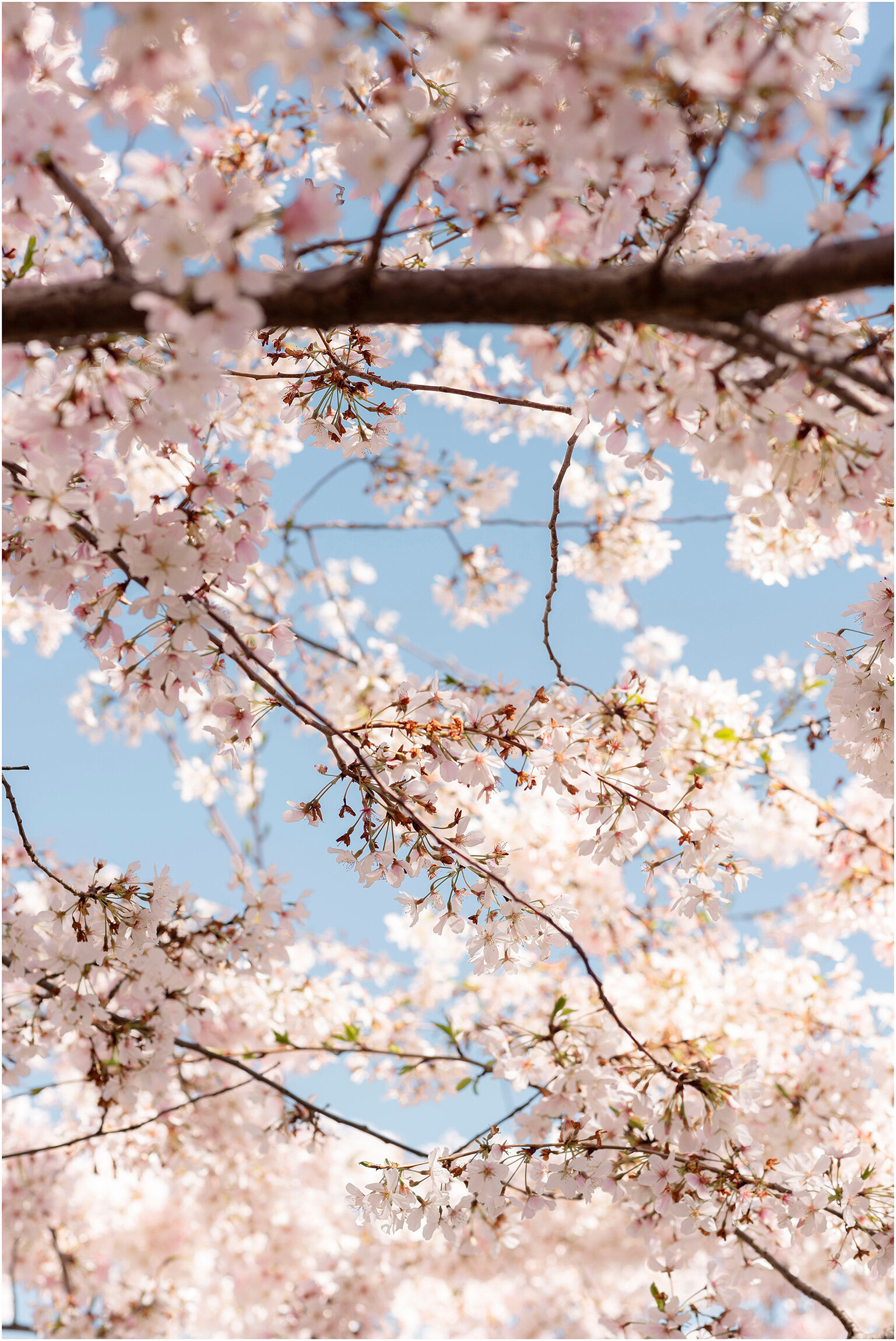 Washington DC Photographer_Cherry Blossoms_©FianderFoto_018.jpg
