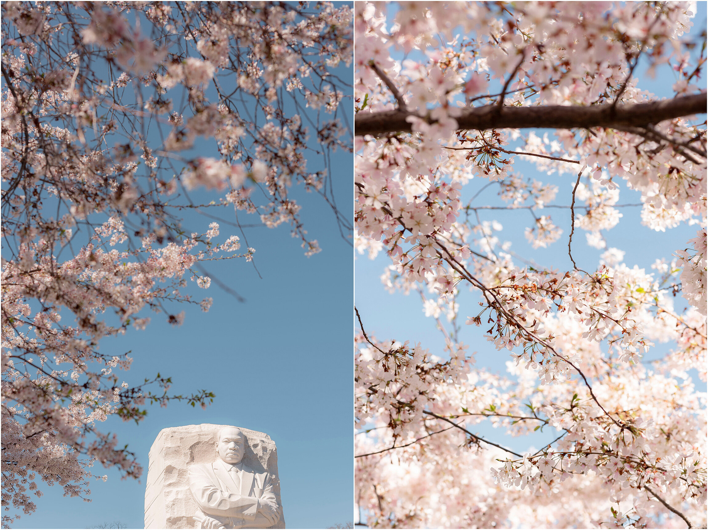 Washington DC Photographer_Cherry Blossoms_©FianderFoto_012.jpg