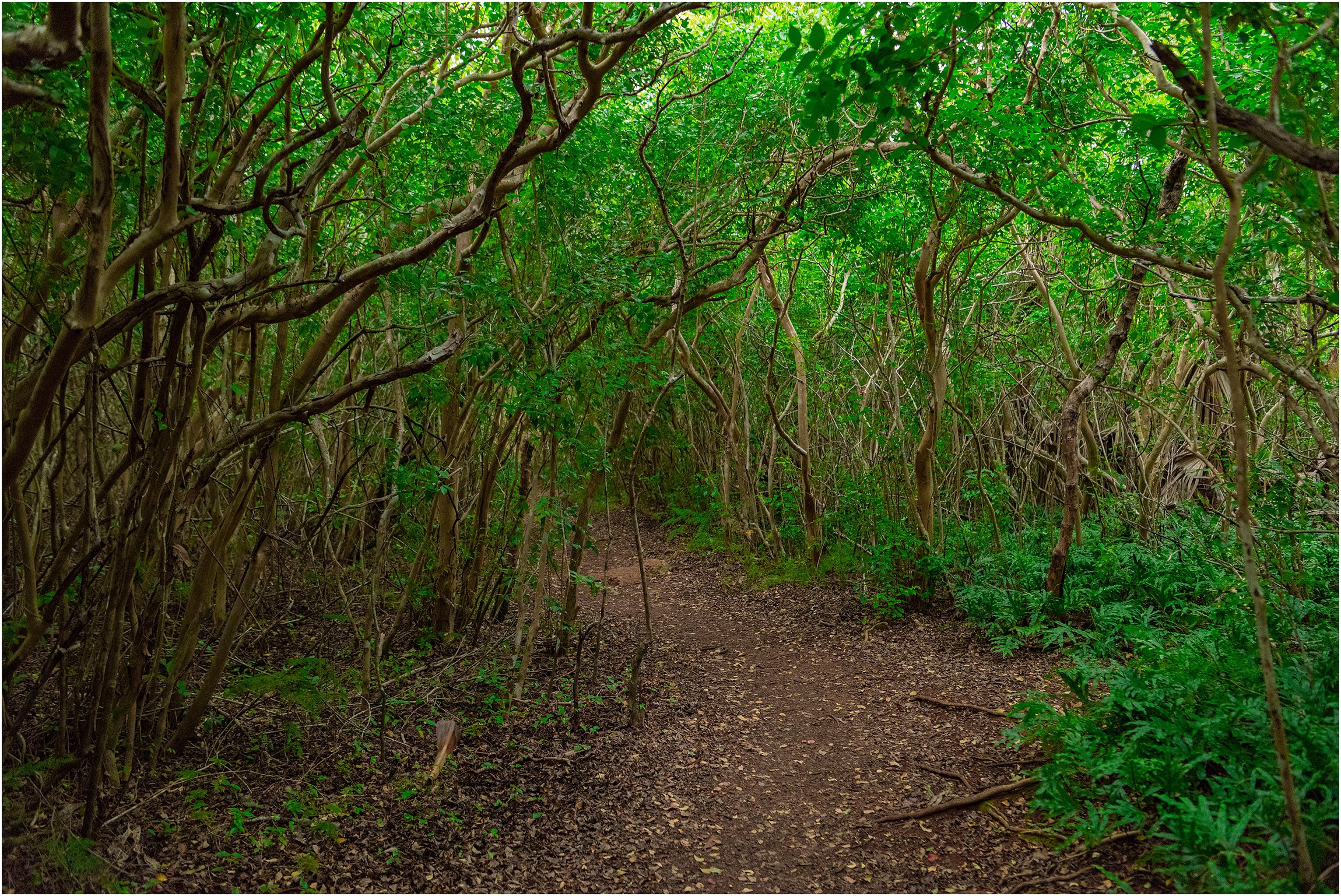 Tom Moore's Jungle_Blue Hole Park_Bermuda_©FianderFoto_012.jpg