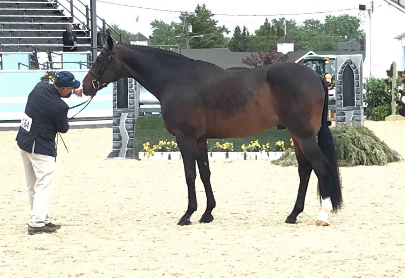 Carleton Brooks showed Jennifer Alfano's Candid in Devon's High Performance Conformation model class.