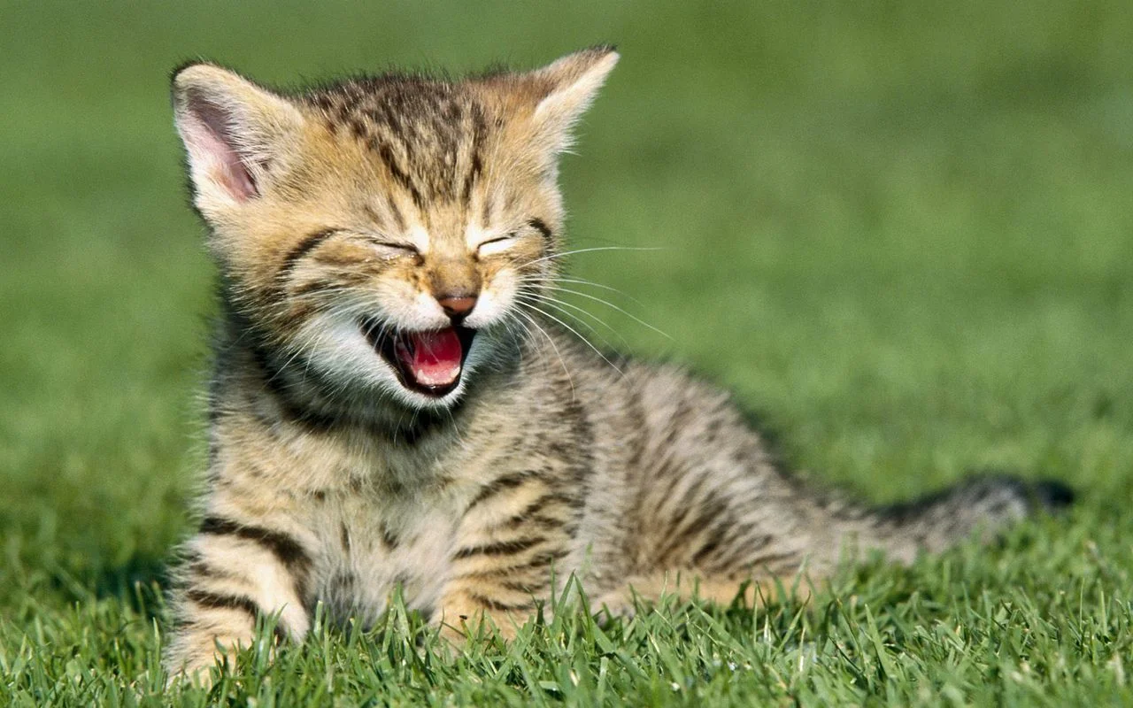 kitten-06.jpg