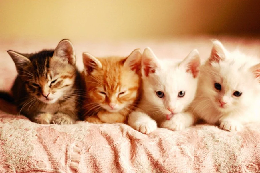 kittens.jpg