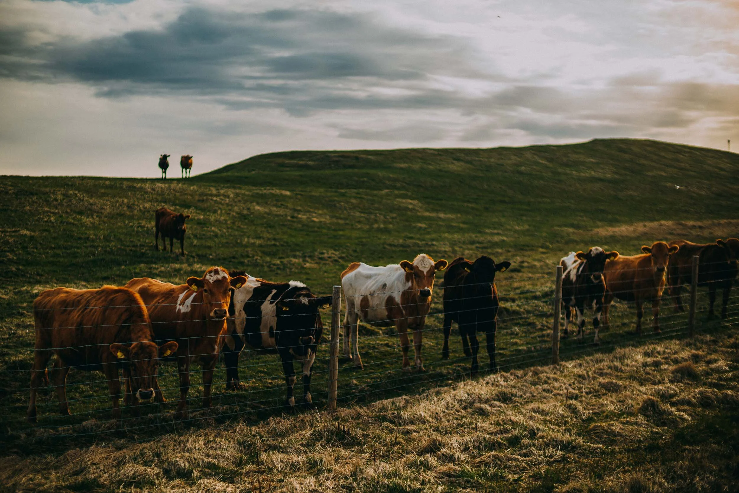 Iceland Photography