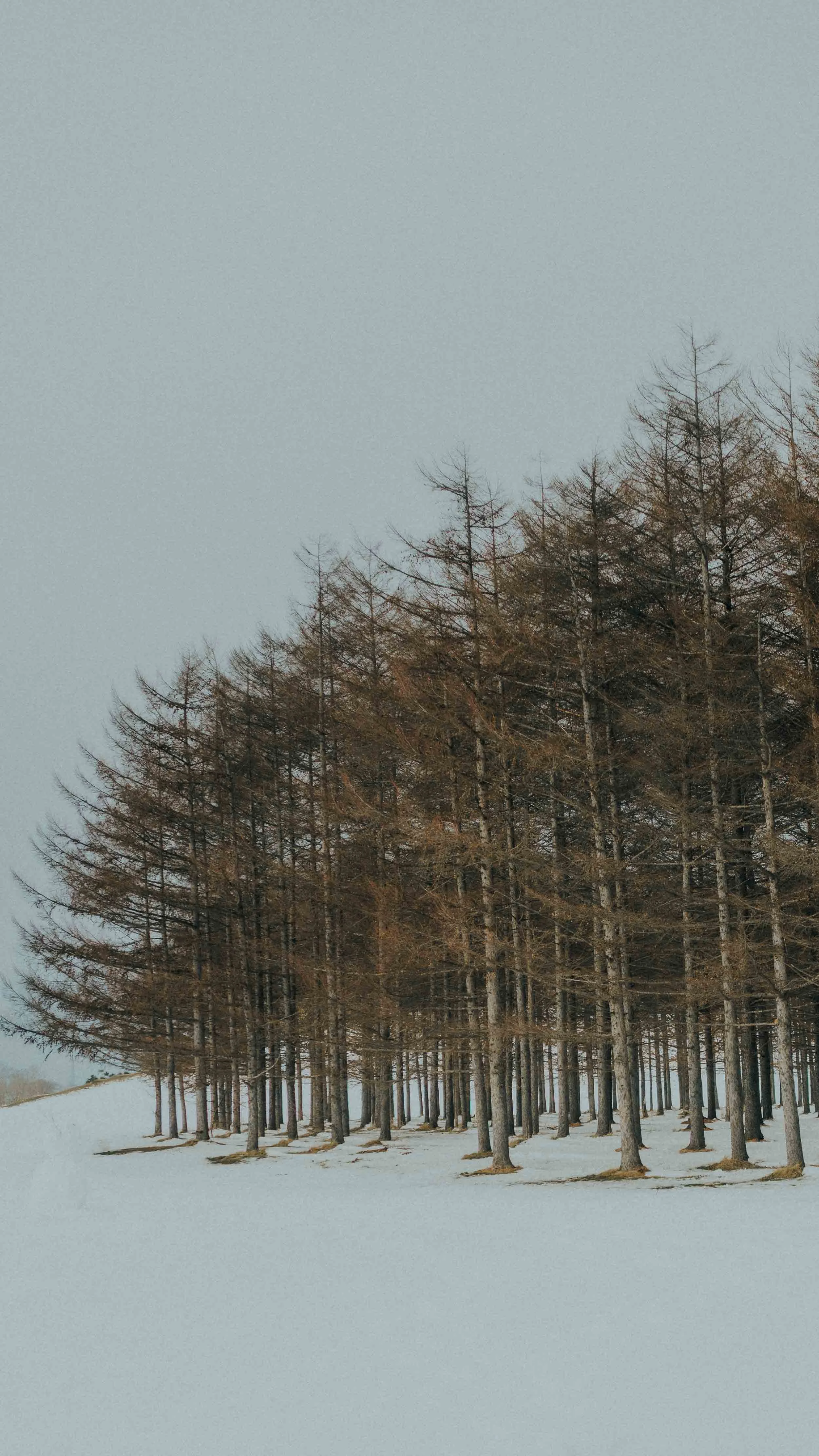 3-sapporo-travel-moerenumapark-snowfield-larchtrees-leicaq3.jpg