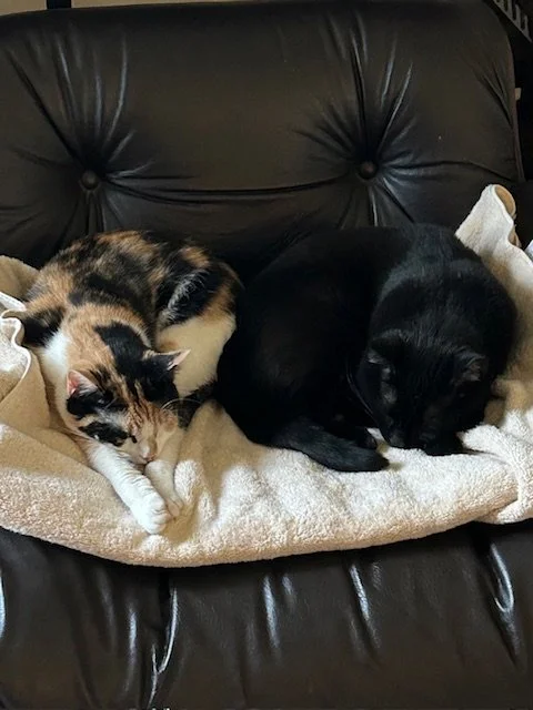 Two cats, a calico and a black cat, sleep next to each other on a black chair