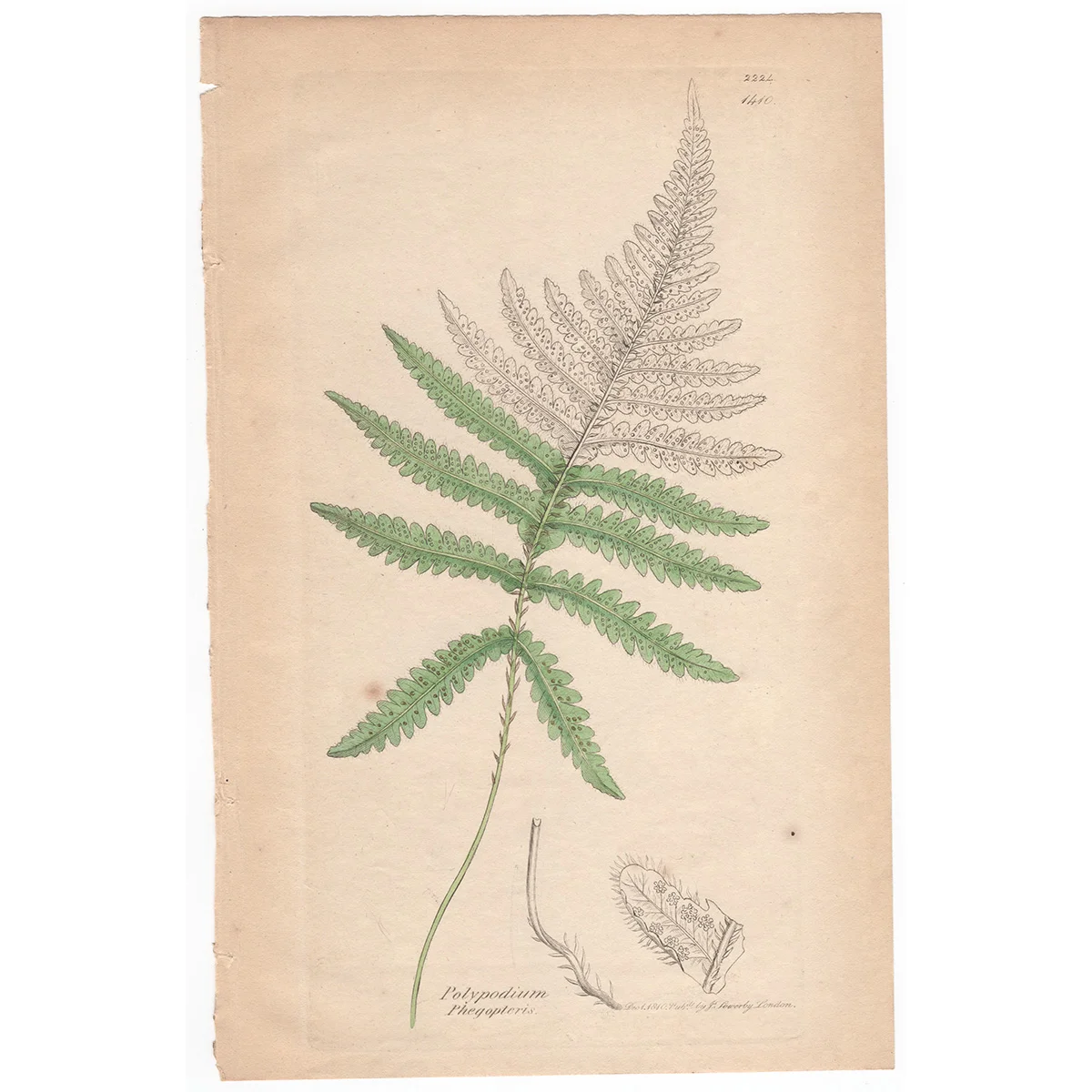 Sowerby Plate 1410 Pale Mountail Polypody
