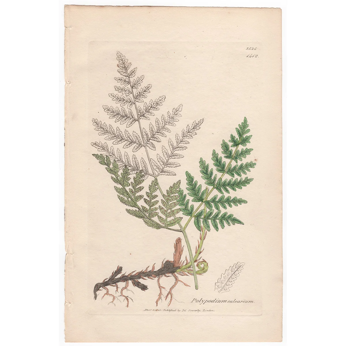 Sowerby Plate 1412 Rigid Three-branched Polypody