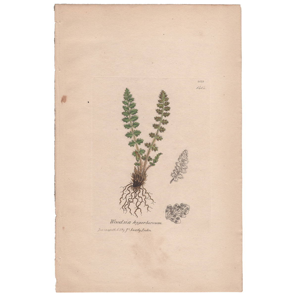 Sowerby Plate 1414 Rounded-leaved Woodsia