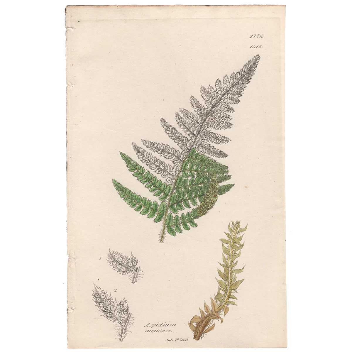 Sowerby Plate 1418 Angular-leaved Shield Fern