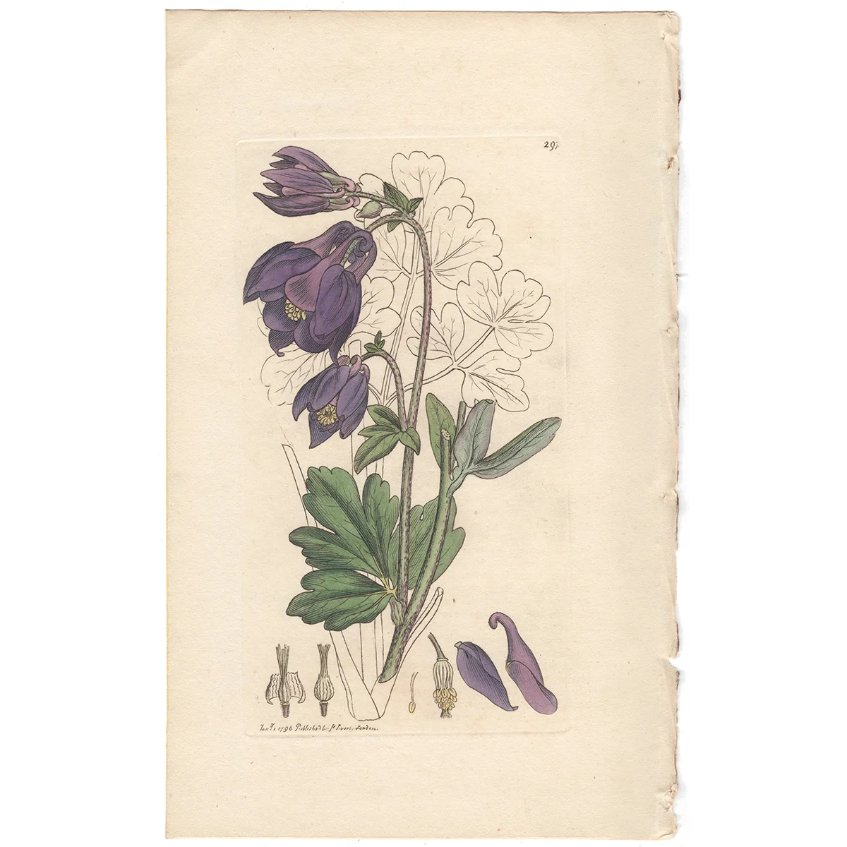 James Sowerby antique engraving Plate 297 Common Columbine