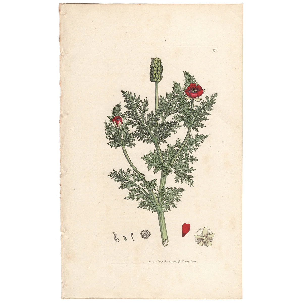 James Sowerby antique engraving Plate 308 Corn Adonis, or Pheasant's-eye