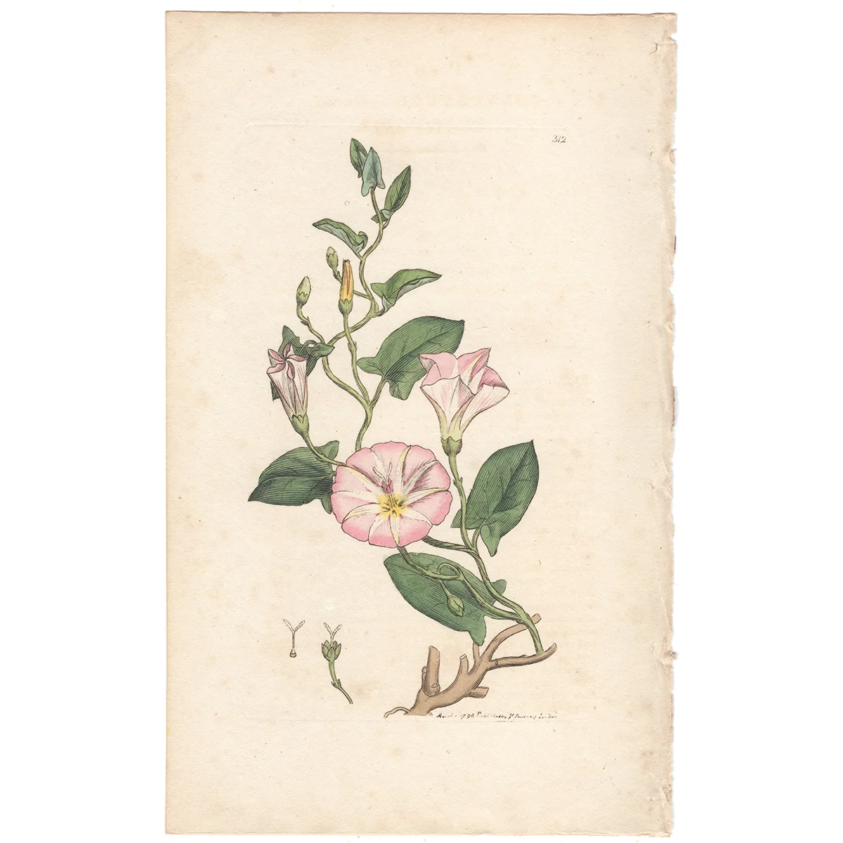 James Sowerby antique engraving Plate 312 Small Bind-weed