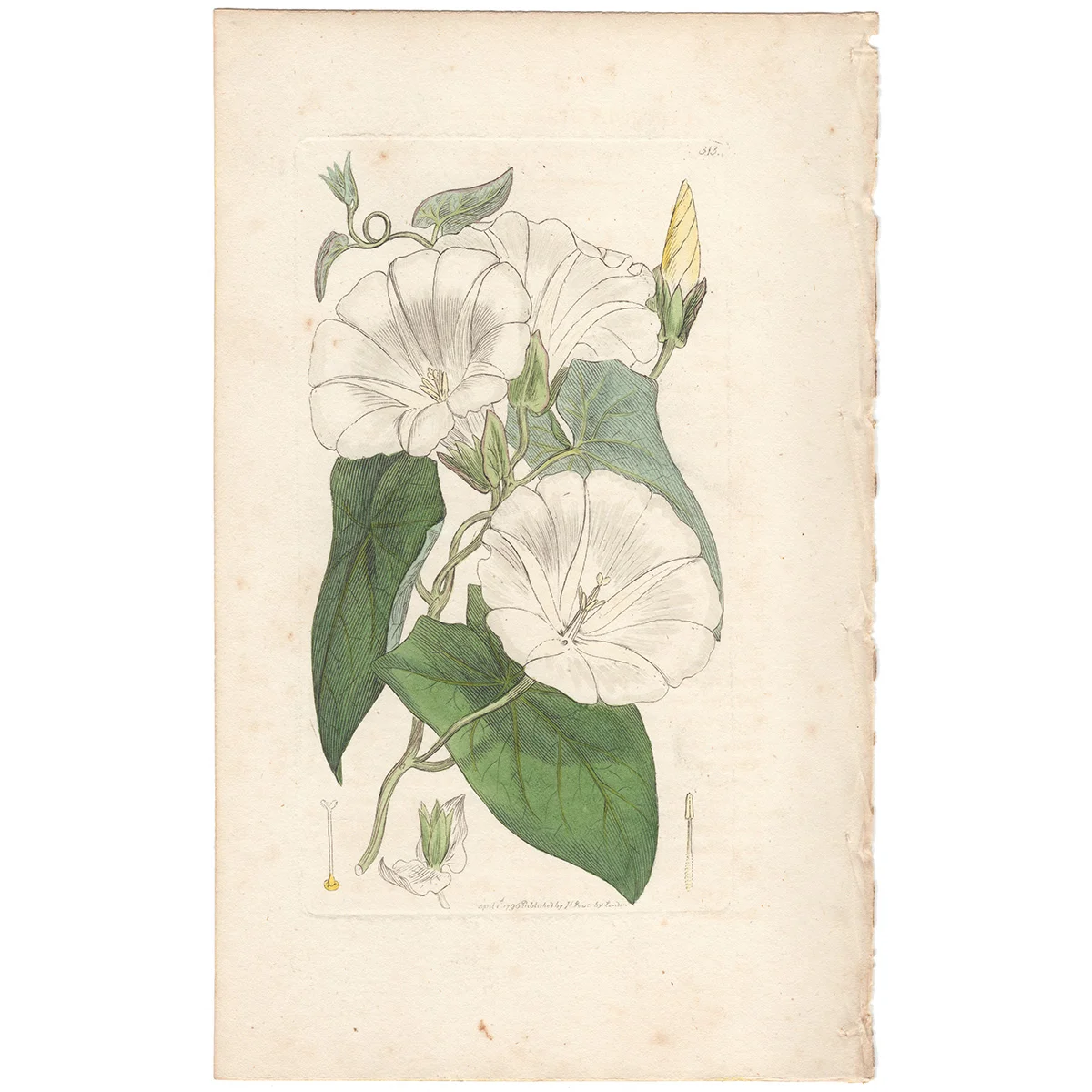 James Sowerby antique engraving Plate 313 Great Bind-weed