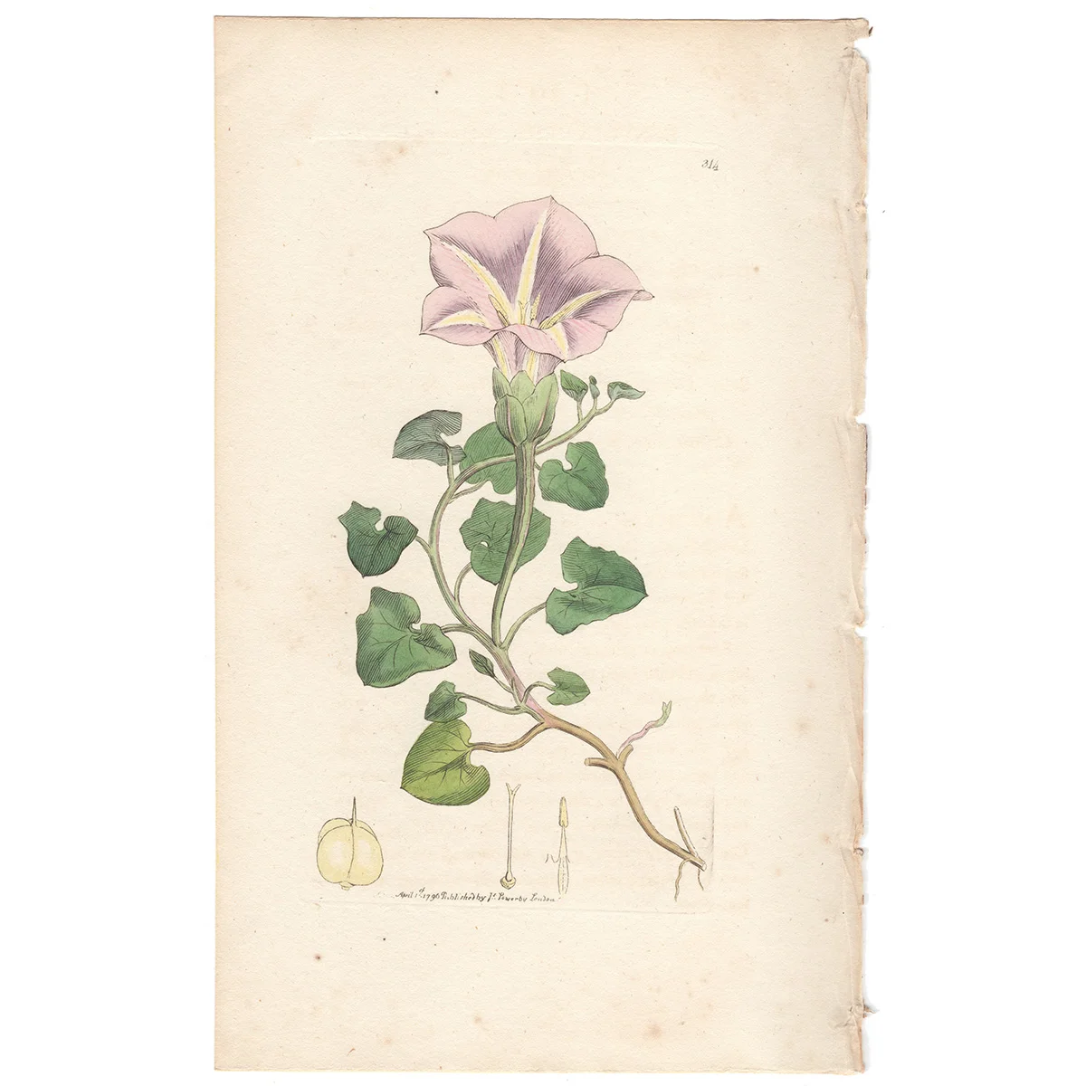 James Sowerby antique engraving Plate 314 Sea Bind-weed