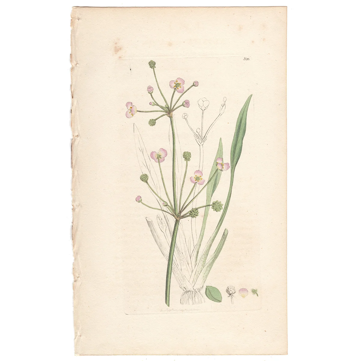 James Sowerby antique engraving Plate 326 Lesser Water Plantain