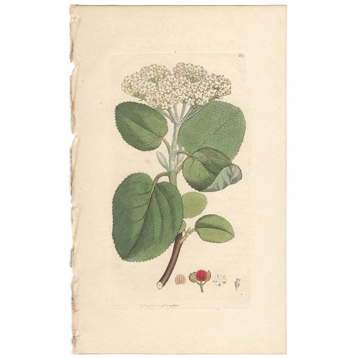 James Sowerby antique engraving Plate 331 Mealy Guelder-rose, or Way-faring Tree