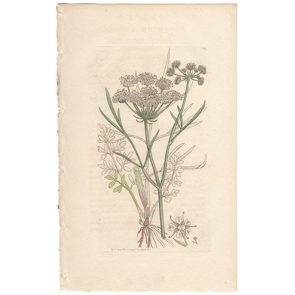 James Sowerby antique engraving Plate 347 Parsley Water-dropwort