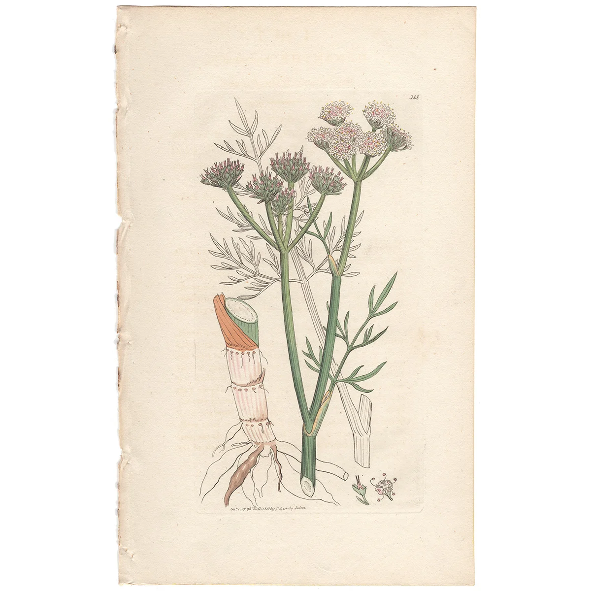 James Sowerby antique engraving Plate 348 Sulphur-wort Water-dropwort