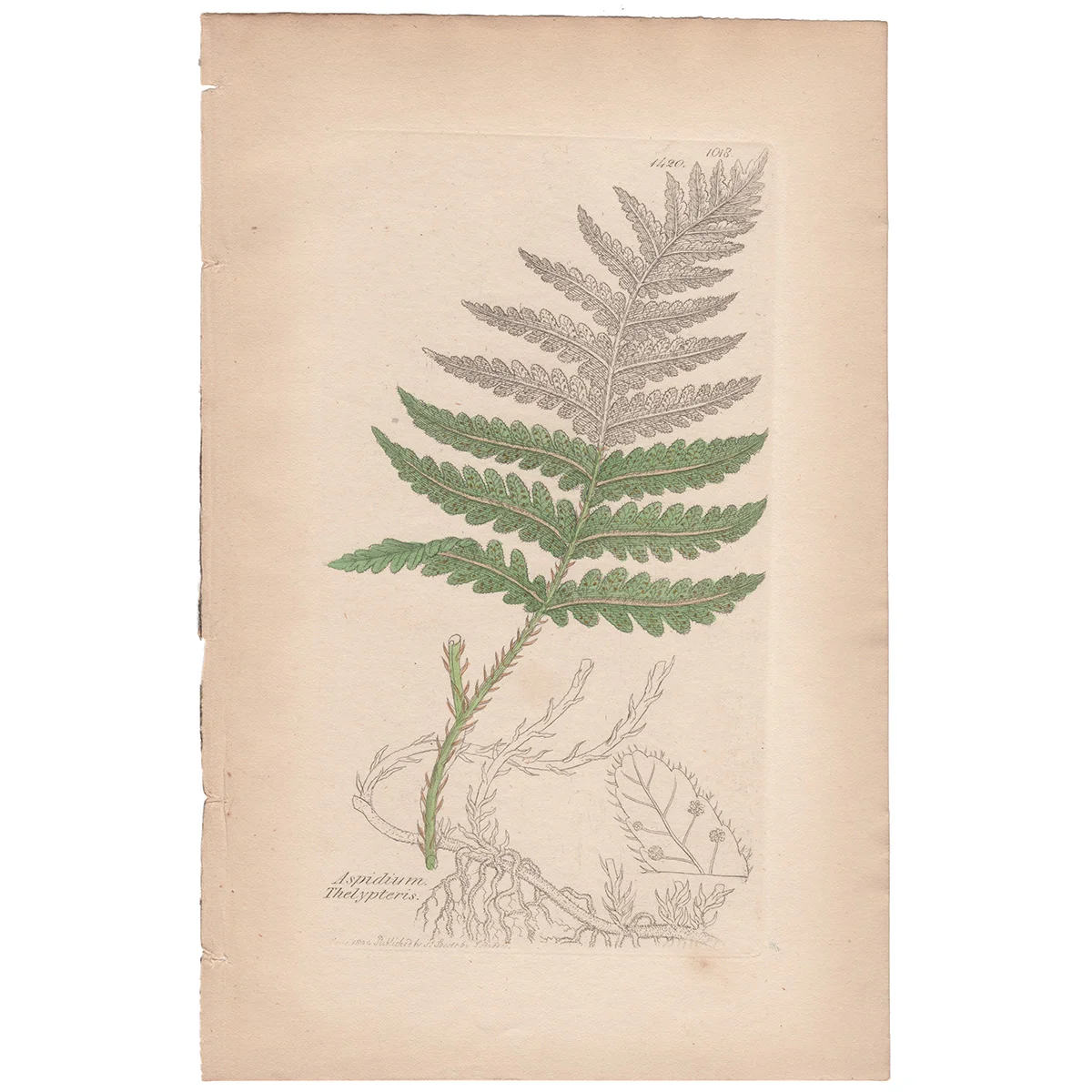 Sowerby Plate 1420 Marsh Shield Fern