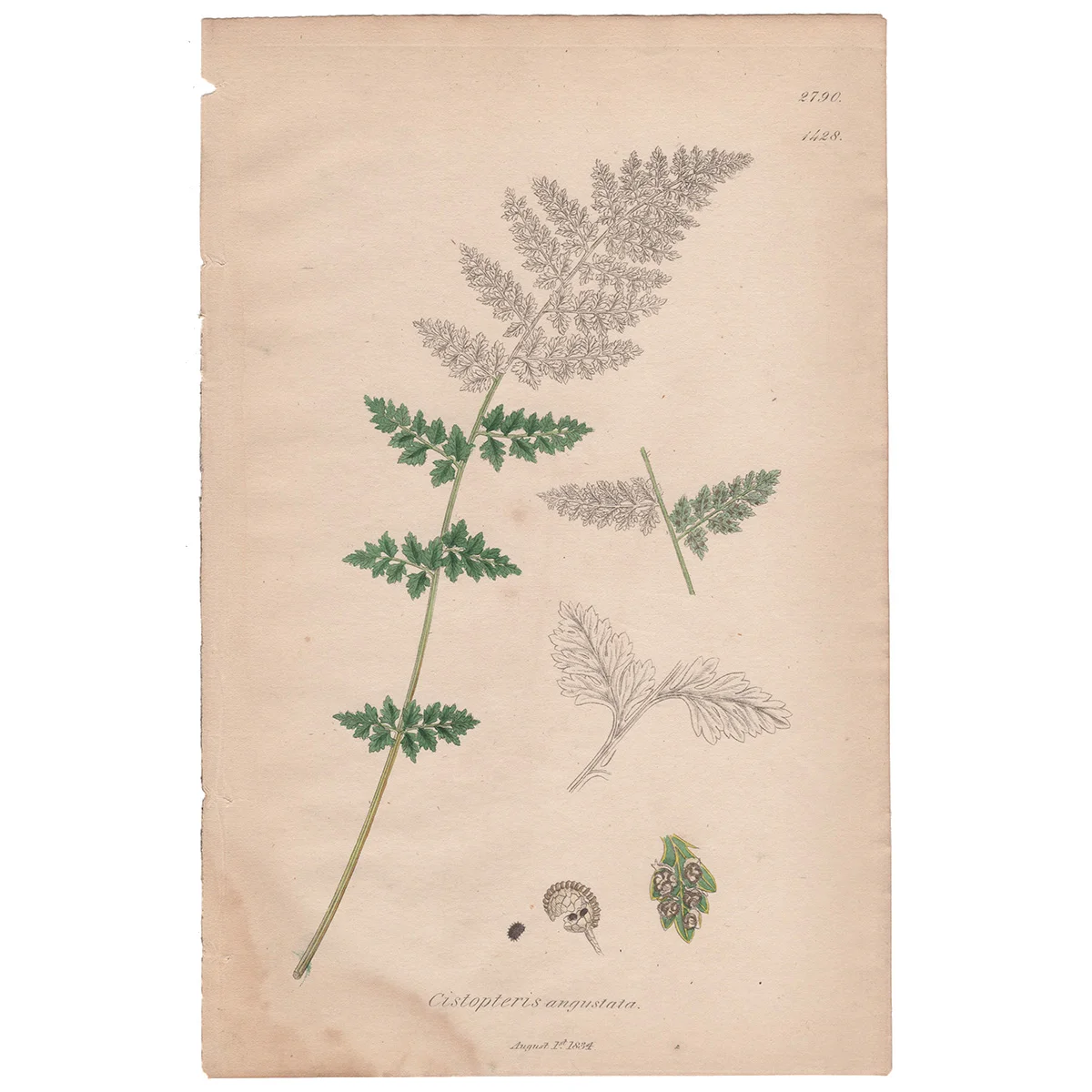 Sowerby Plate 1428 Deep-cut Bladder Fern