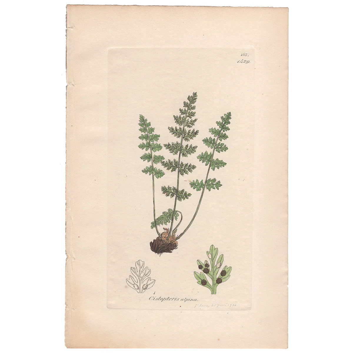 Sowerby Plate 1429 Laciniated Bladder Fern