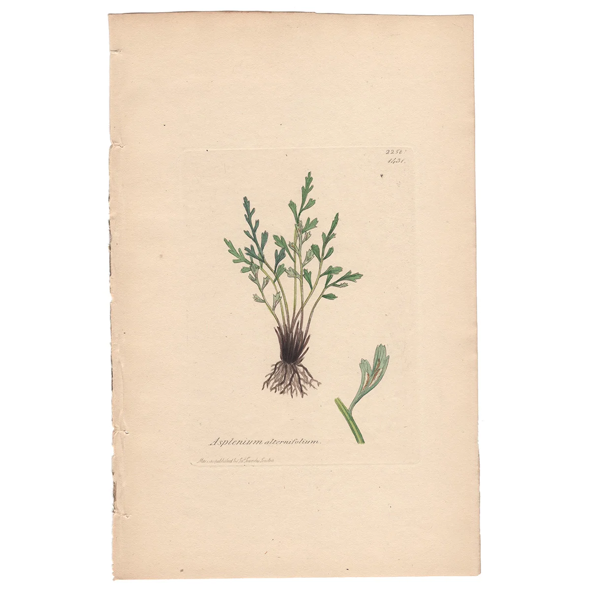 Sowerby Plate 1431 Alternate-leaved Spleenwort