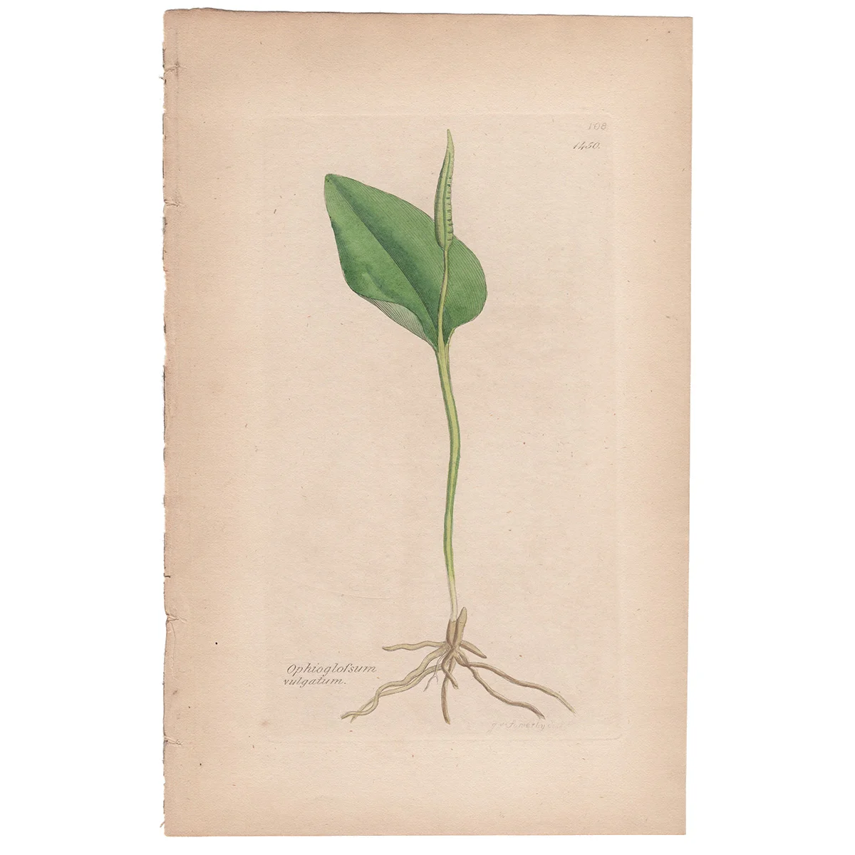 SowerbyVol8_1450-1.jpg