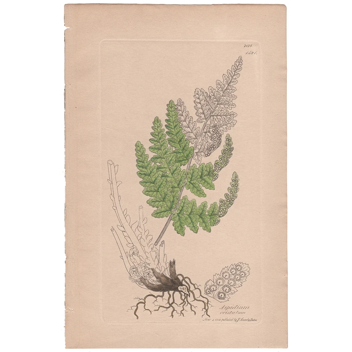 Sowerby Plate 1421 Crested Shield Fern