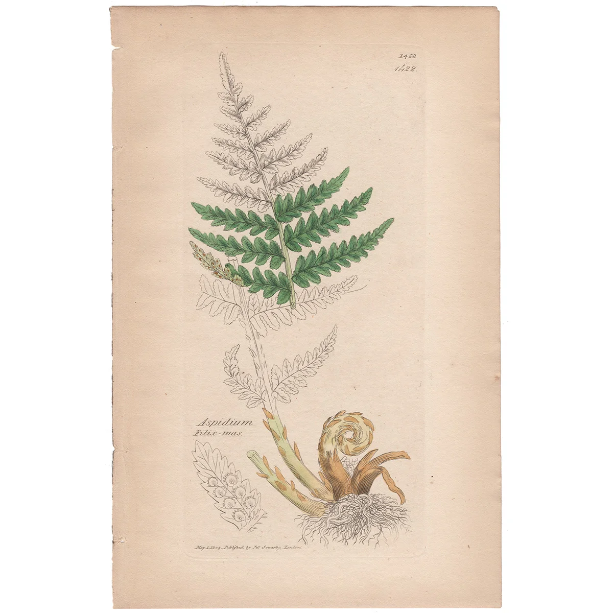 Sowerby Plate 1422 Blunt Shield Fern