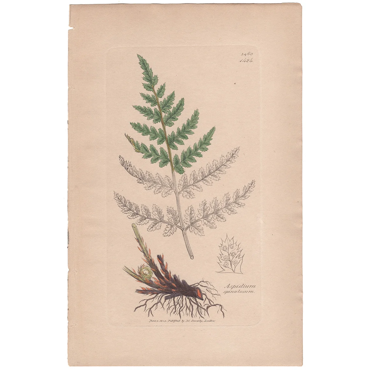 Sowerby Plate 1424 Lesser prickly-toothed Shield Fern