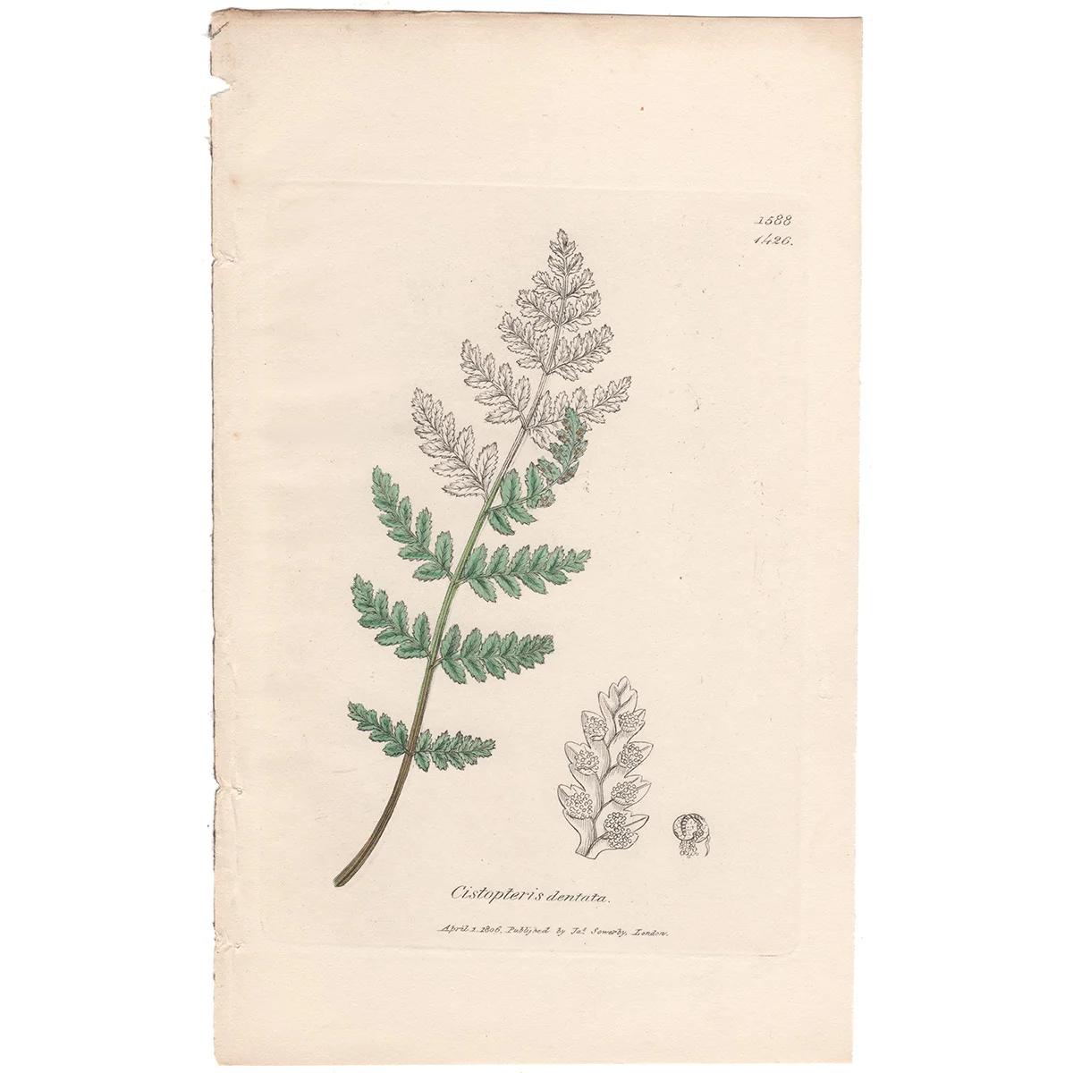 Sowerby Plate 1426 Toothed Bladder Fern