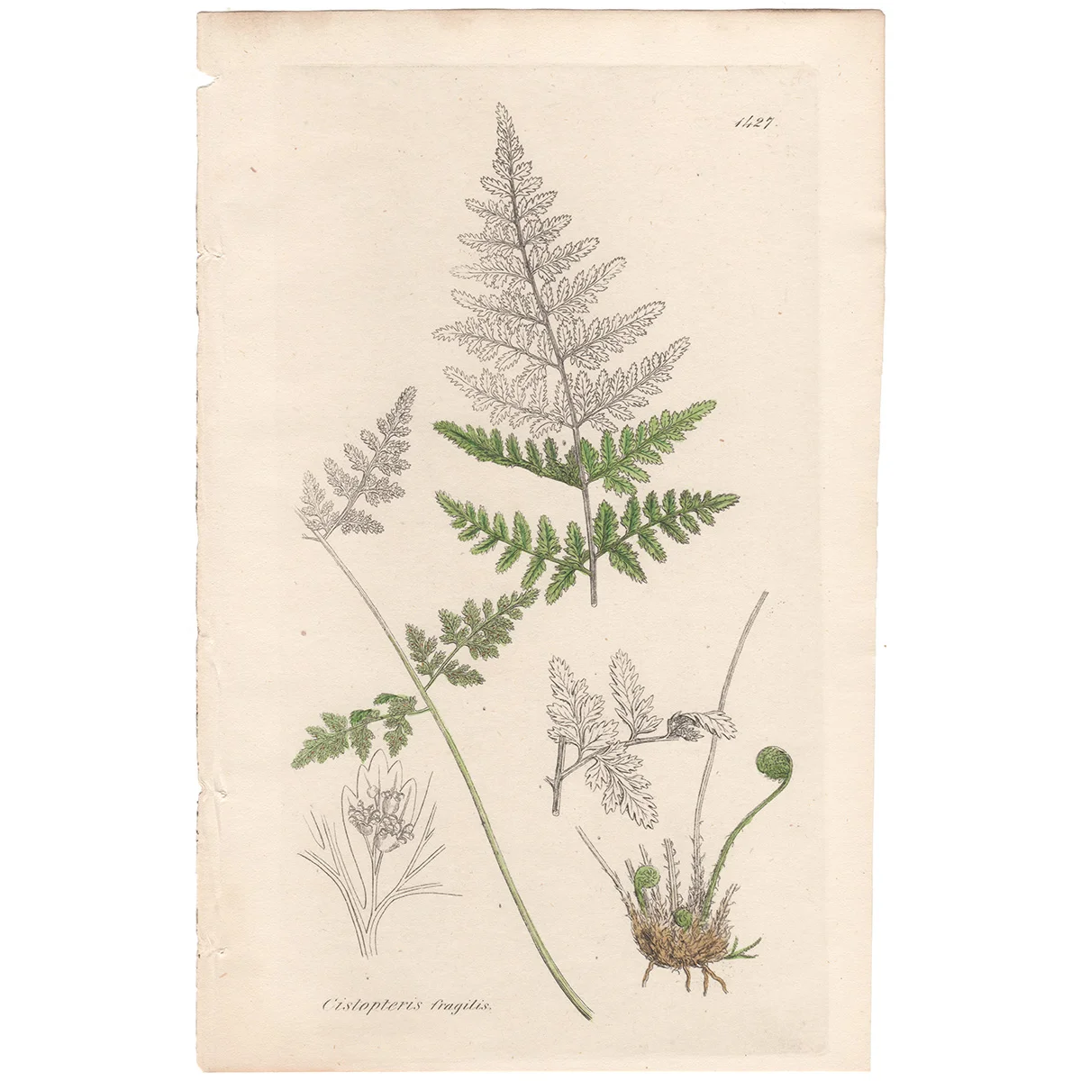 Sowerby Plate 1427 Brittle Bladder Fern