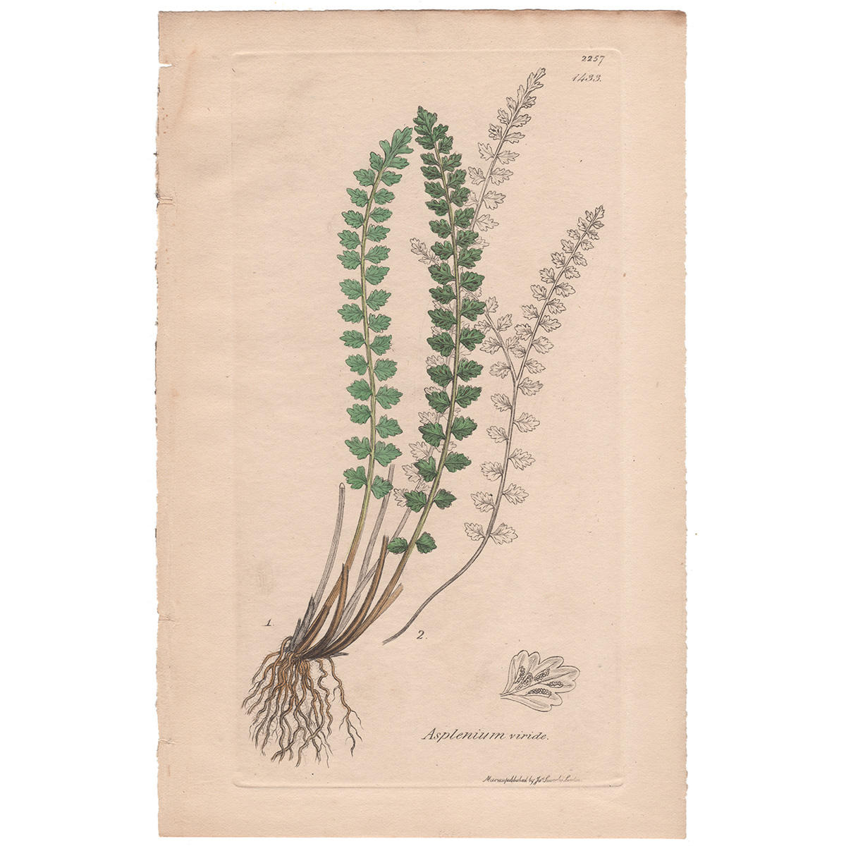 Sowerby Plate 1433 Green-stalked Spleenwort