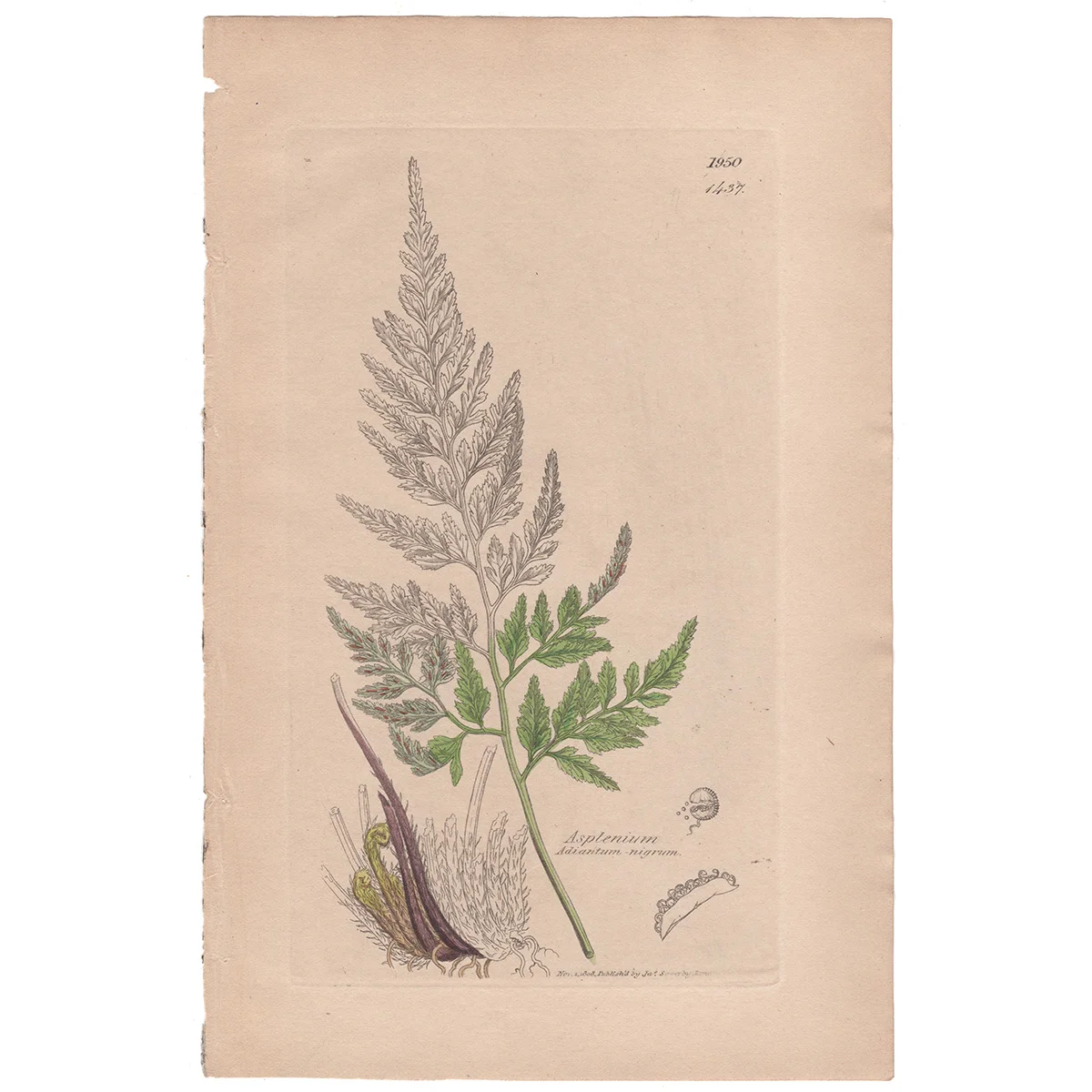 Sowerby Plate 1437 Black Maiden-hair, Black-stalked Spleenwort