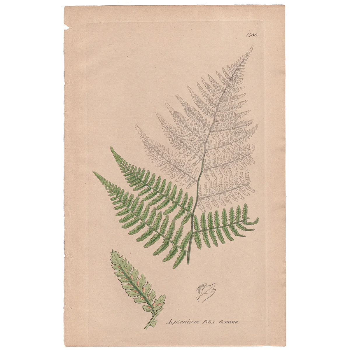 Sowerby Plate 1438 Female Fern, Short-fruited Spleenwort