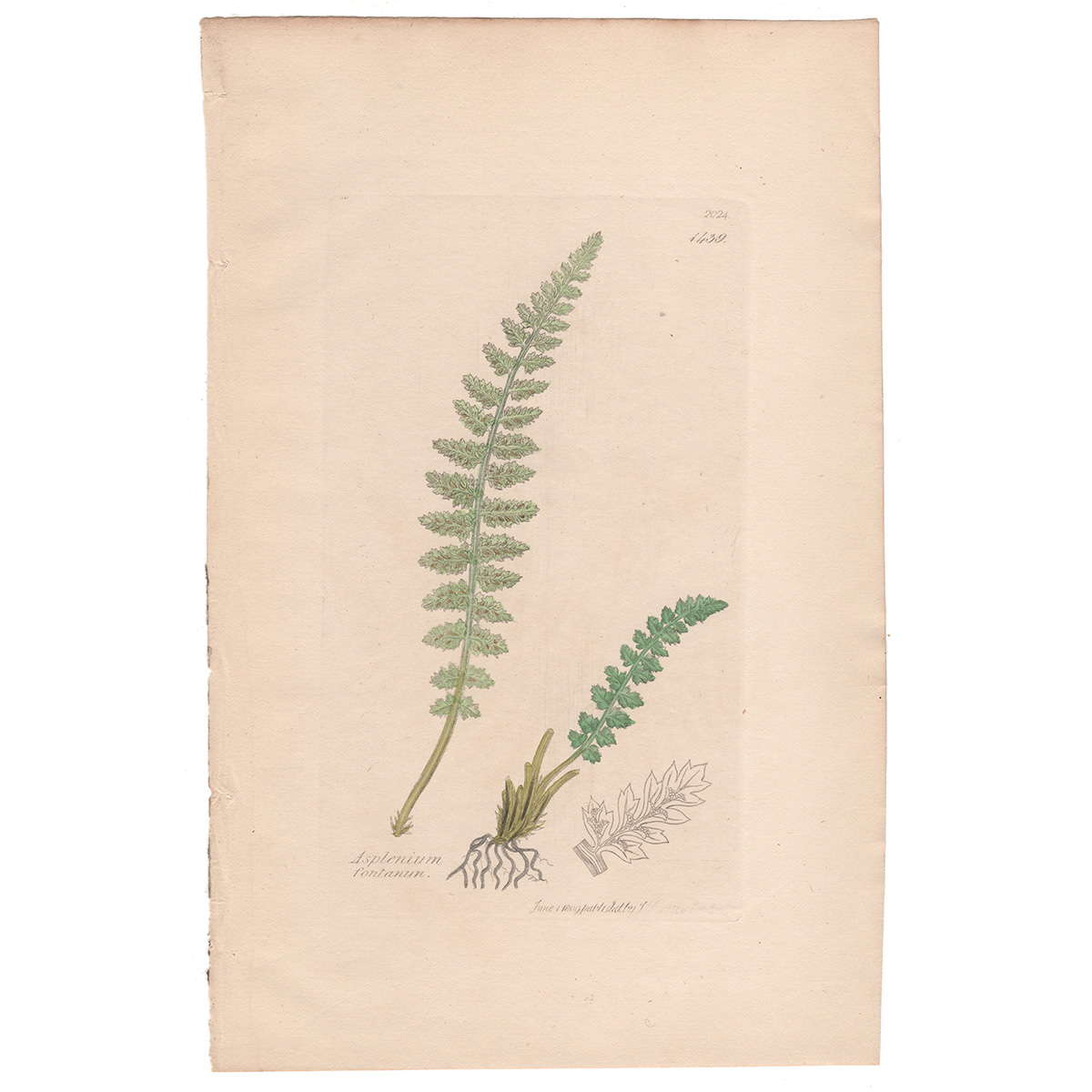 Sowerby Plate 1439 Smooth rock Spleenwort