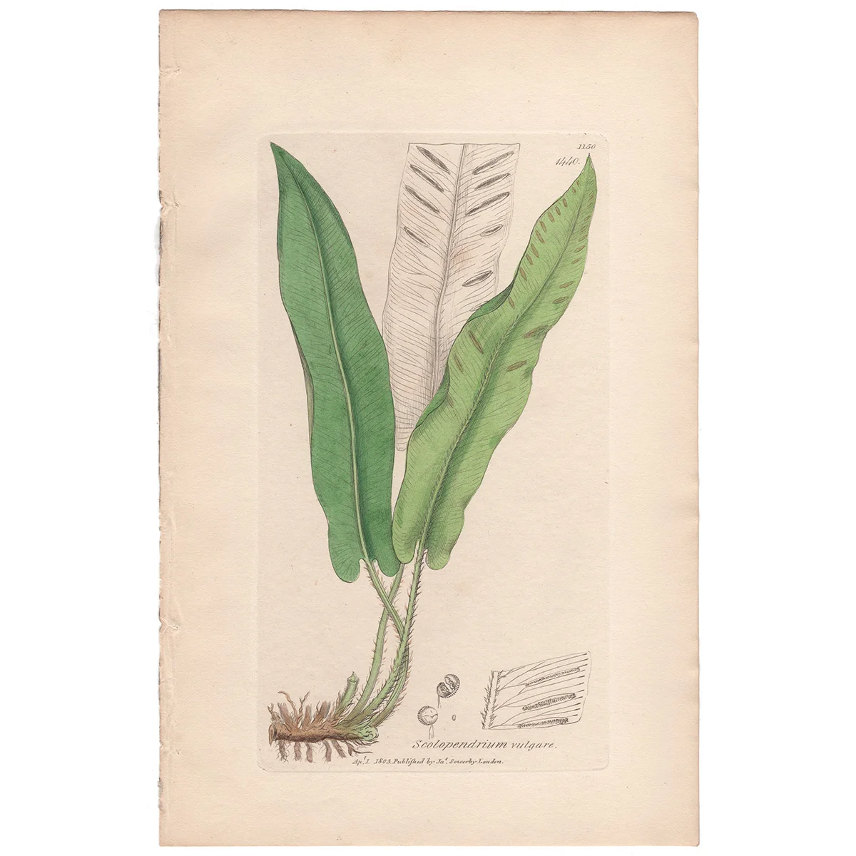 Sowerby Plate 1440 Common Hart's-tongue