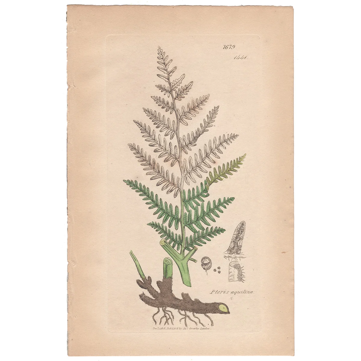 Sowerby Plate 1441 Northern Hard Fern