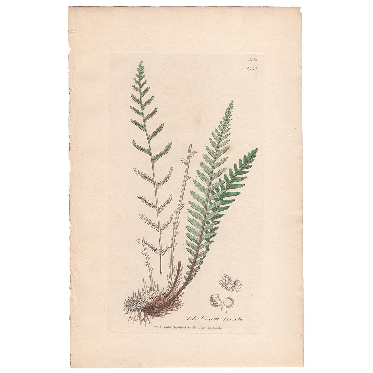 Plate 1443 Curled Stone Brake, Parsley Fern
